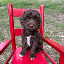 Hazel - Brown and white female Cockapoo puppy in Albany, Kentucky from Windy Pines Farm