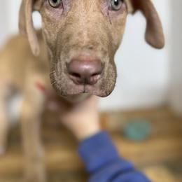Raddix - Chocolate male Great Dane puppy in Hutchinson, Kansas from Dappled Danes