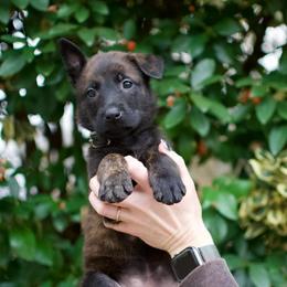 Black - Black brindle female Dutch Shepherd puppy in Auburn, Georgia from Faberge Hollandse Herdershond