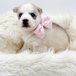Zara - Gray and white female Siberian Husky puppy in Elmwood Park, Illinois from Goldens&MiniAussiesWithFinesse