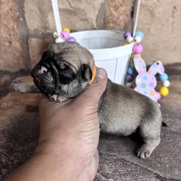 Orange collar - Fawn male Pug puppy in Tucson, Arizona from Furever Friends