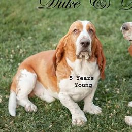 Duke - Basset Hound