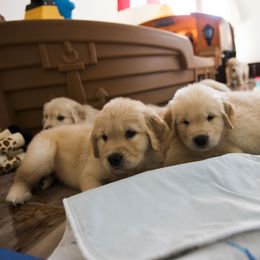 Golden Retriever Puppies from Honeysweet Goldens