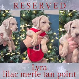 Lyra - Merle female Great Dane puppy in Roseau, Minnesota from UNDAD'S KENNELS