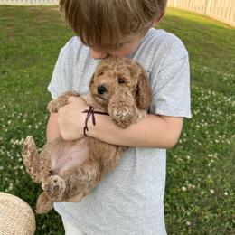 Poodle Puppies from Bruno & Co. Puppies