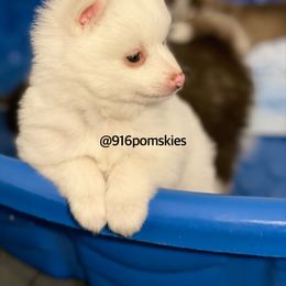 Pomsky Puppies from 916 Pomskies