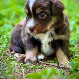 Miniature Australian Shepherd Puppies from Dusty Spring Australian Shepherds