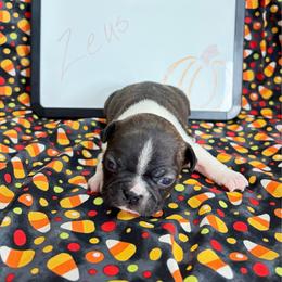 Zeus - Brindle and white male Boston Terrier puppy in Fillmore, Illinois from Wind Hill Puppies