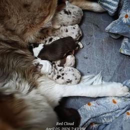 Thumper - Red merle male Australian Shepherd puppy in Albany, Oregon from Red Cloud Australian Shepherds and DeGray Great Danes & Bulldogs