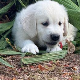 Male - Light golden male Golden Retriever puppy in Tacoma, Washington from Canyon Meadows Farm