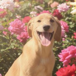 Joy - Yellow female Labrador Retriever puppy in Archer Lodge, North Carolina from Archer Lodge Labradors