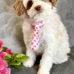 Cavapoo Puppies from Dune Pack Doodles and Poodles