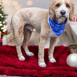 Toast - Goldendoodle