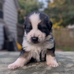 Blue collar - Panda male German Shepherd puppy in Millan, Illinois from Volhouden German Shepherds