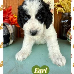 Earl - Parti male Goldendoodle puppy in Caddo Mills, Texas from Fire Wife Doodles