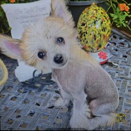 Zara, apricot female - Chocolate female Chinese Crested puppy in Amarillo, Texas from Lone Star Chinese Cresteds by Kim