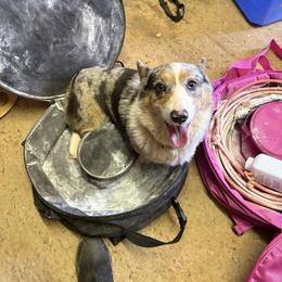 Mabel - Pembroke Welsh Corgi