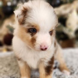 Spots - Red merle male Miniature Australian Shepherd puppy in Lakeland, Florida from Sunshine Mini Aussies