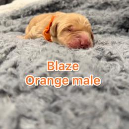 Boy 4 - Golden male Golden Retriever puppy in Salt Lake City, Utah from Soaring golden retrievers