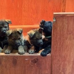 German Shepherd Puppies from Czech Working Lines