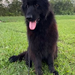 Rozita - German Shepherd