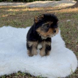 Prince - Black and gold male Yorkshire Terrier puppy in Naples, Florida from 🤎 Dreaming Puppies 🐶