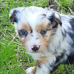 Callum - Blue merle male Miniature Australian Shepherd puppy in Deer Park, Washington from Rodeo Aussies