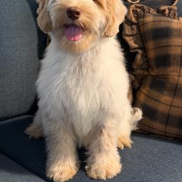 Lola - Caramel cream female Australian Labradoodle puppy in Valley Springs, California from Blue Denim Doodles