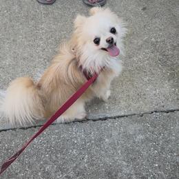 Champ - Cream and white male Chihuahua puppy in Simpsonville, South Carolina from N&T's Chihuahuas