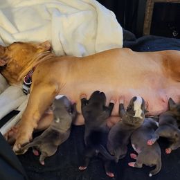 American Bully and Boston Terrier Puppies from Greenberg's Boston Terriers & Bullies of Metro Detroit