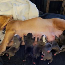 American Bully and Boston Terrier Puppies from Greenberg's Boston Terriers & Bullies of Metro Detroit