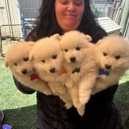 Boy 1 - White male Japanese Spitz puppy in Sebastopol, California from IMag Japanese Spitz