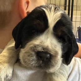 Luca - Black white and tan male English Springer Spaniel puppy in Coeur D'alene, Idaho from Springer Hollow