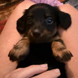 Maxie - Black and tan female Dachshund puppy in Fort Worth, Texas from Louis' Litters