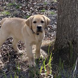 Labrador Retrievers from Bad River Labradors