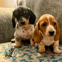 Dachshund Puppies from Wee Doggies Inc Just Dachshunds