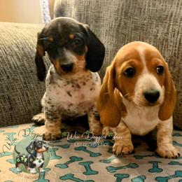 Dachshund Puppies from Wee Doggies Inc Just Dachshunds
