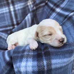 Chase - Parti male Maltipoo puppy in Alexander, Arkansas from Durham's Designer Poos