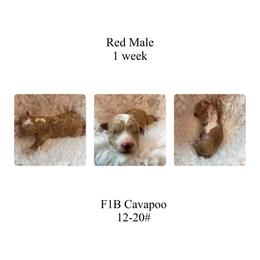 Red male - Red male Cavapoo puppy in Clarksville, Iowa from Iowa Heartland Doodles