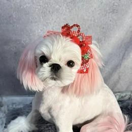 Amazonka - Maltese