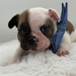 Enzo - Fawn and white male French Bulldog puppy in Largo, Florida from Big Daddy Frenchies
