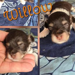 Willow - Chocolate female Havanese puppy in Mason City, Iowa from Hoku Havanese