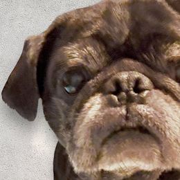 Daisy May - Pug