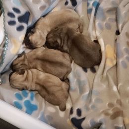 Ms. Yellow - Fawn female Pug puppy in Gore, Oklahoma from Pugs on Pecan