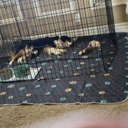 Miniature Australian Shepherd Puppies from Jaylee 's miniature Australian shephards