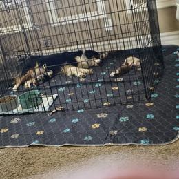 Miniature Australian Shepherd Puppies from Jaylee 's miniature Australian shephards