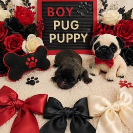 Brindle Boy (red toe) - Brindle male Pug puppy in Tulsa, Oklahoma from Locust Creek Pugs & Japanese Chin's