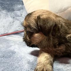 Romeo - Belge male Brussels Griffon puppy in Dawson Springs, Kentucky from Precious Paws and Galafrey
