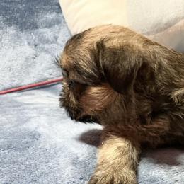 Romeo - Belge male Brussels Griffon puppy in Dawson Springs, Kentucky from Precious Paws and Galafrey