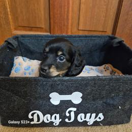 Lil Miss Cuddler - Black and cream female Dachshund puppy in Hartford, Michigan from Mac Fam Dachshunds